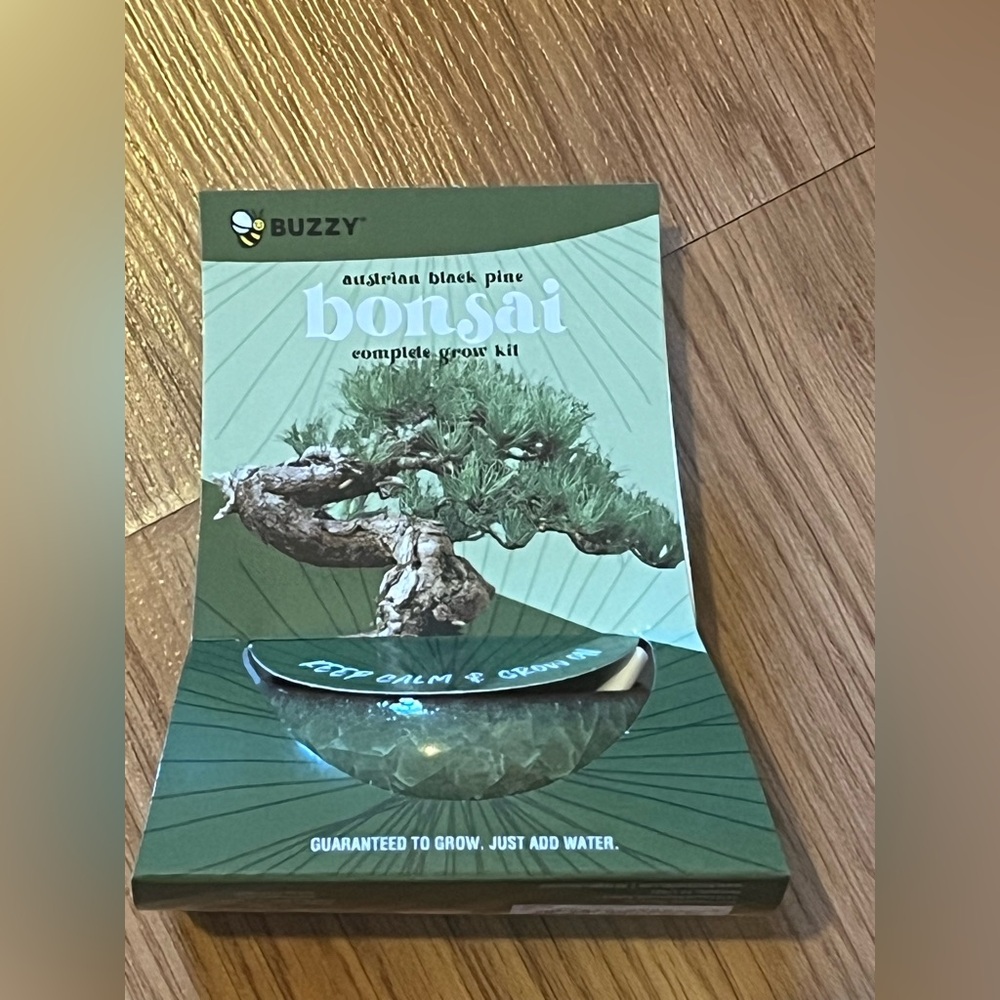 NWT Buzzy Seeds Crackle Ceramic Austrian Black Pine Bonsai Complete Grow Kit
